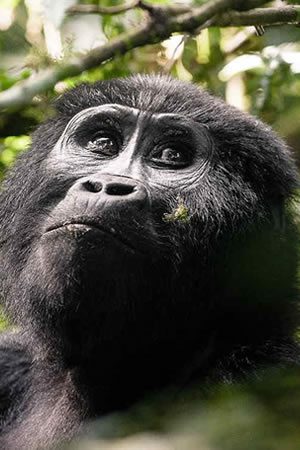 Uganda
